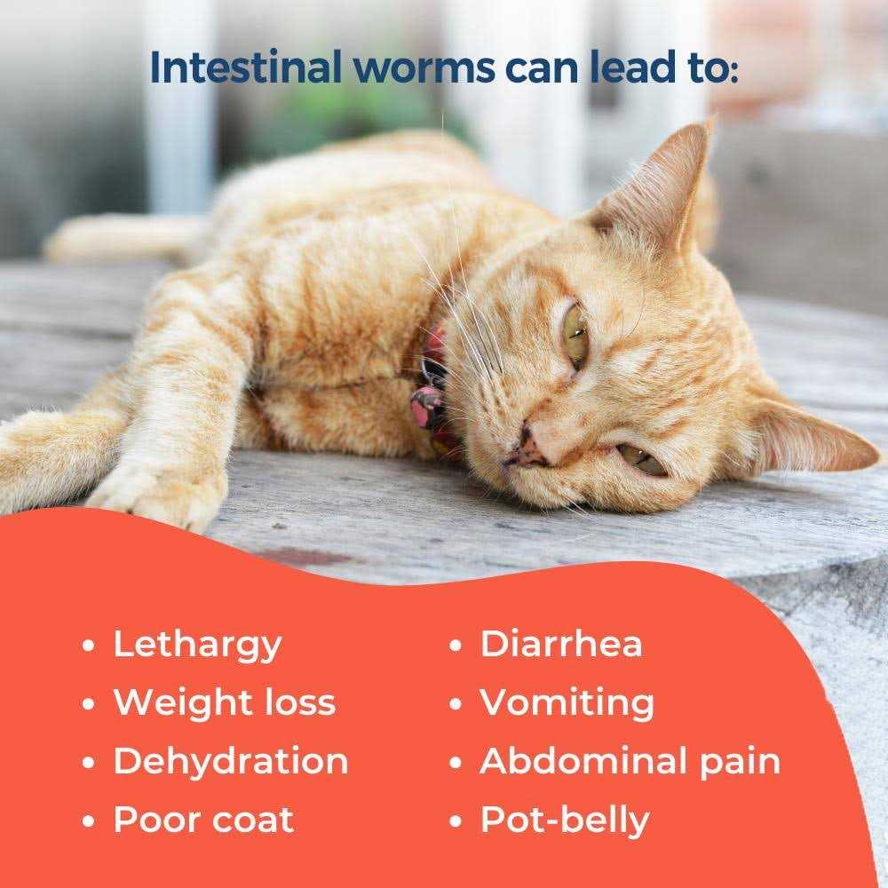 Broad Spectrum Dewormer for Cats and Kittens B89257