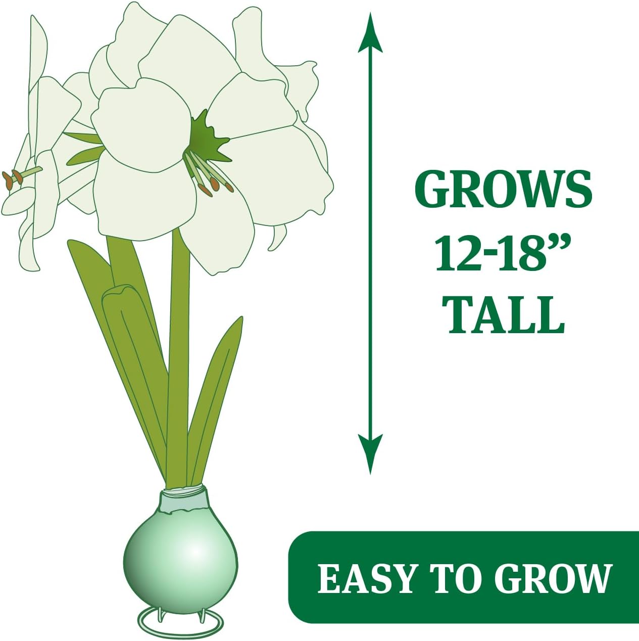 Red Base Waxed Amaryllis Flower Bulb with Stand M73593