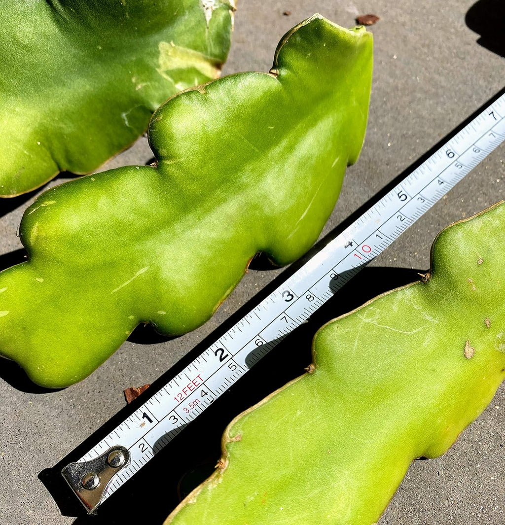 Red Dragon Fruit Live Vine Cuttings W706