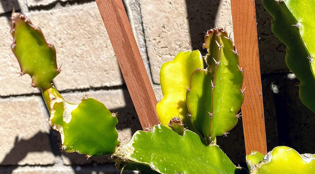 Red Dragon Fruit Live Vine Cuttings W706