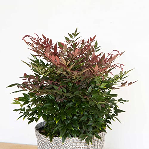 1.5 Gallon Multicolor Evergreen Shrub W623