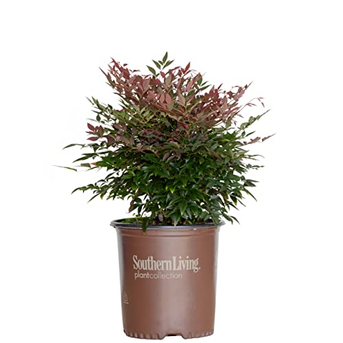 1.5 Gallon Multicolor Evergreen Shrub W623