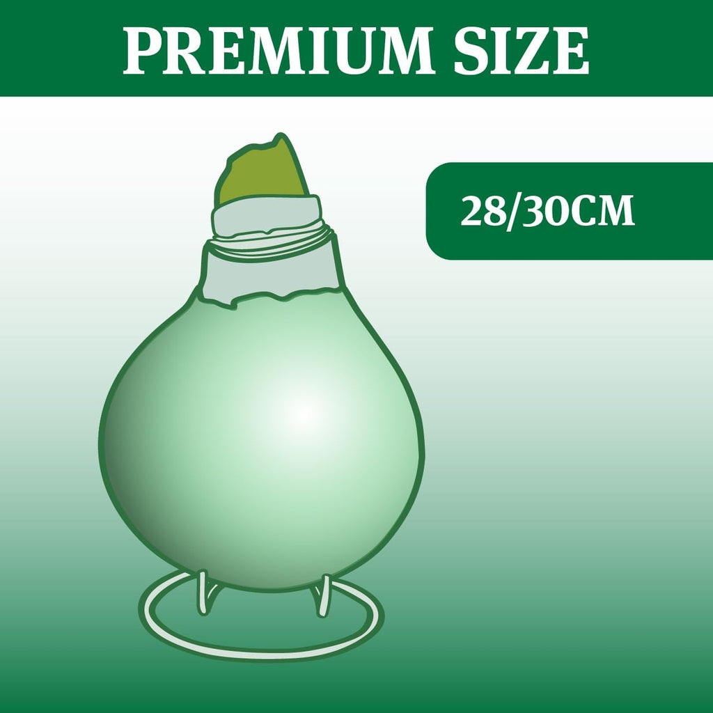 Red Base Waxed Amaryllis Flower Bulb with Stand M73593