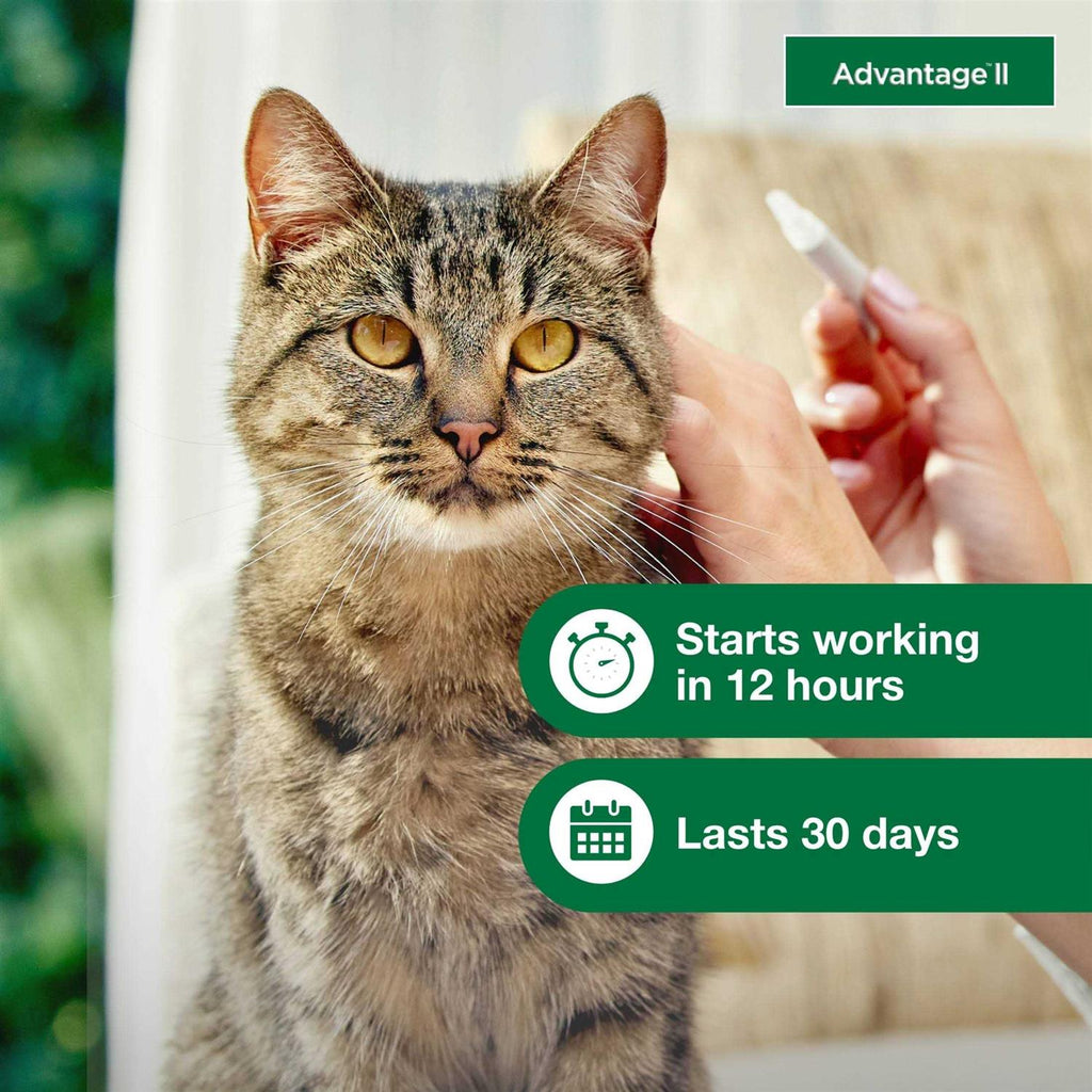 Advantage II Flea Treatment Cats G505