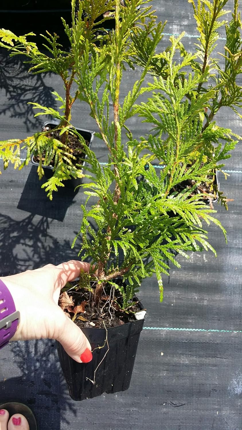 10 Thuja Green Giant Arborvitae 8-12" tall trees Z727587