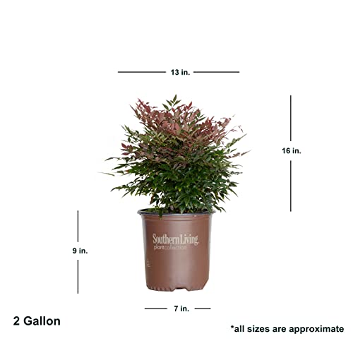 1.5 Gallon Multicolor Evergreen Shrub W623