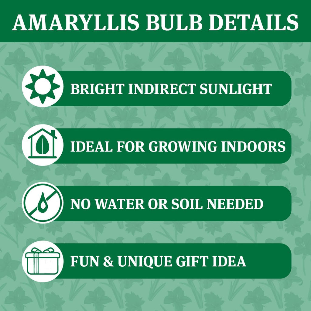 Red Base Waxed Amaryllis Flower Bulb with Stand M73593