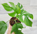 Mini Monstera Live Plant in 3 inch Pot R870997
