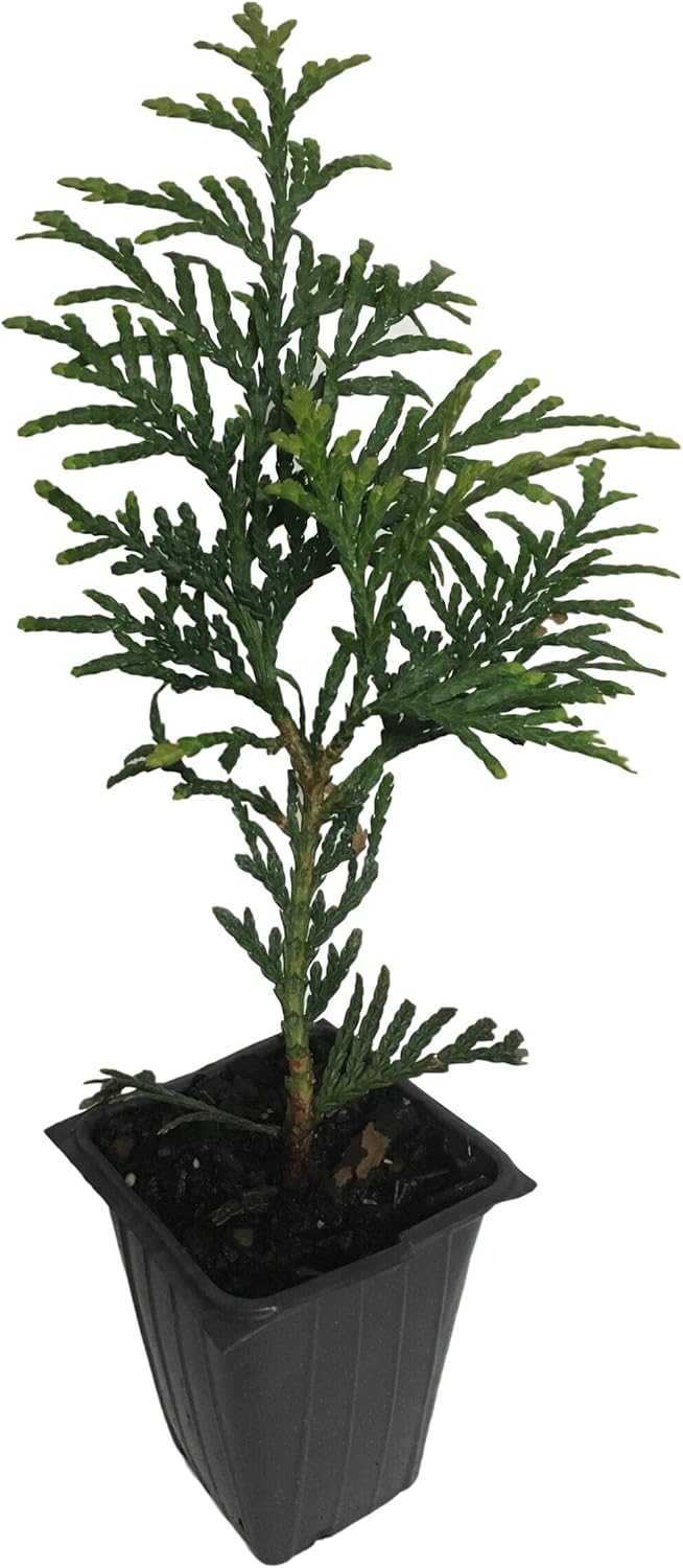 10 Thuja Green Giant Arborvitae 8-12" tall trees Z727587