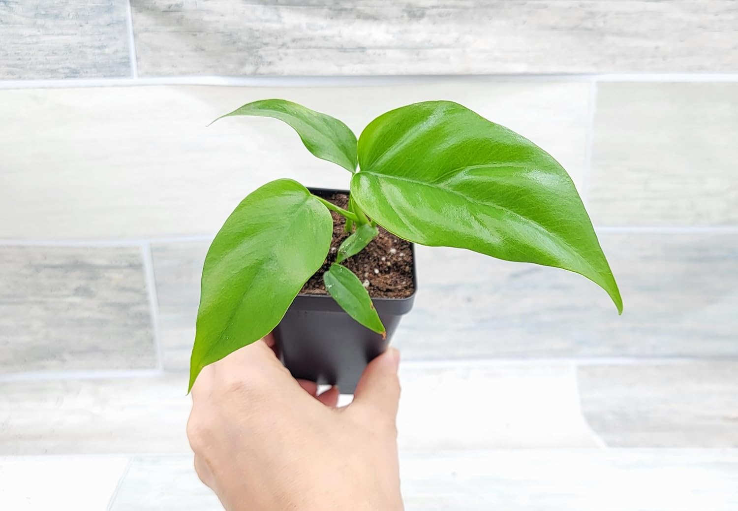 Mini Monstera Live Plant in 3 inch Pot R870997