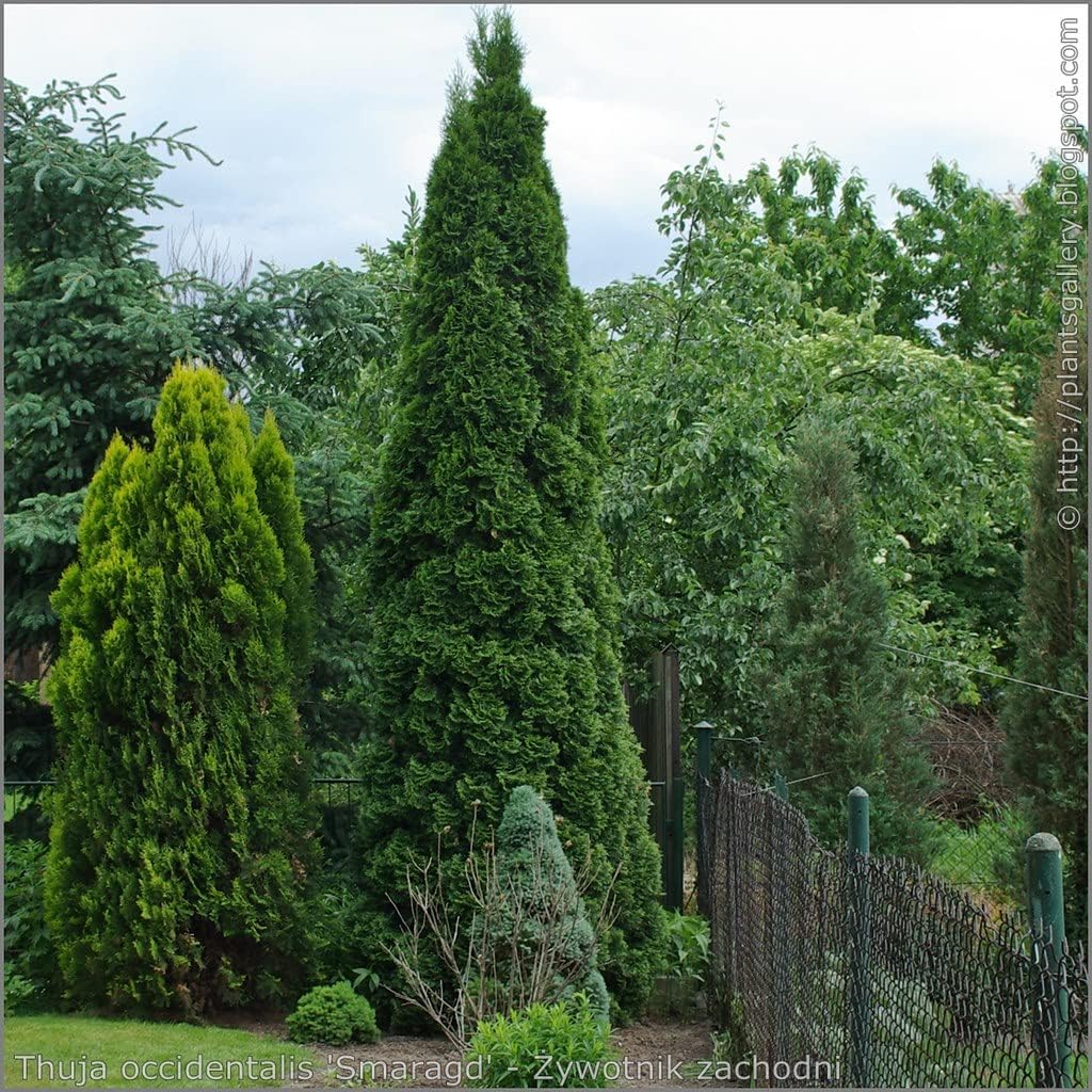 10 Thuja Green Giant Arborvitae 8-12" tall trees Z727587