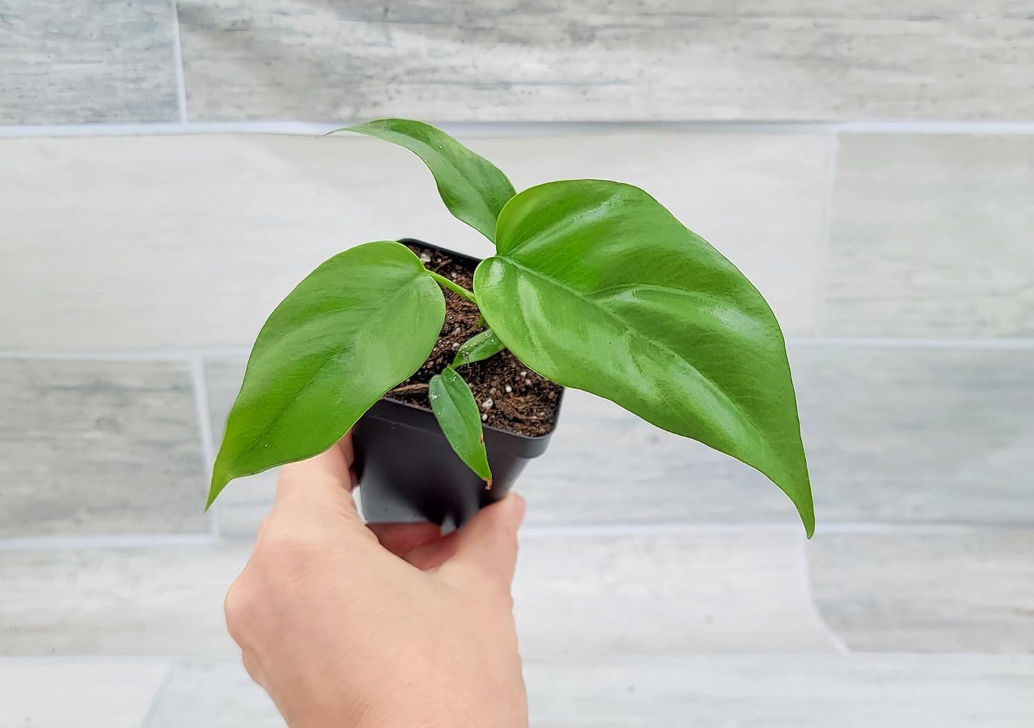 Mini Monstera Live Plant in 3 inch Pot R870997
