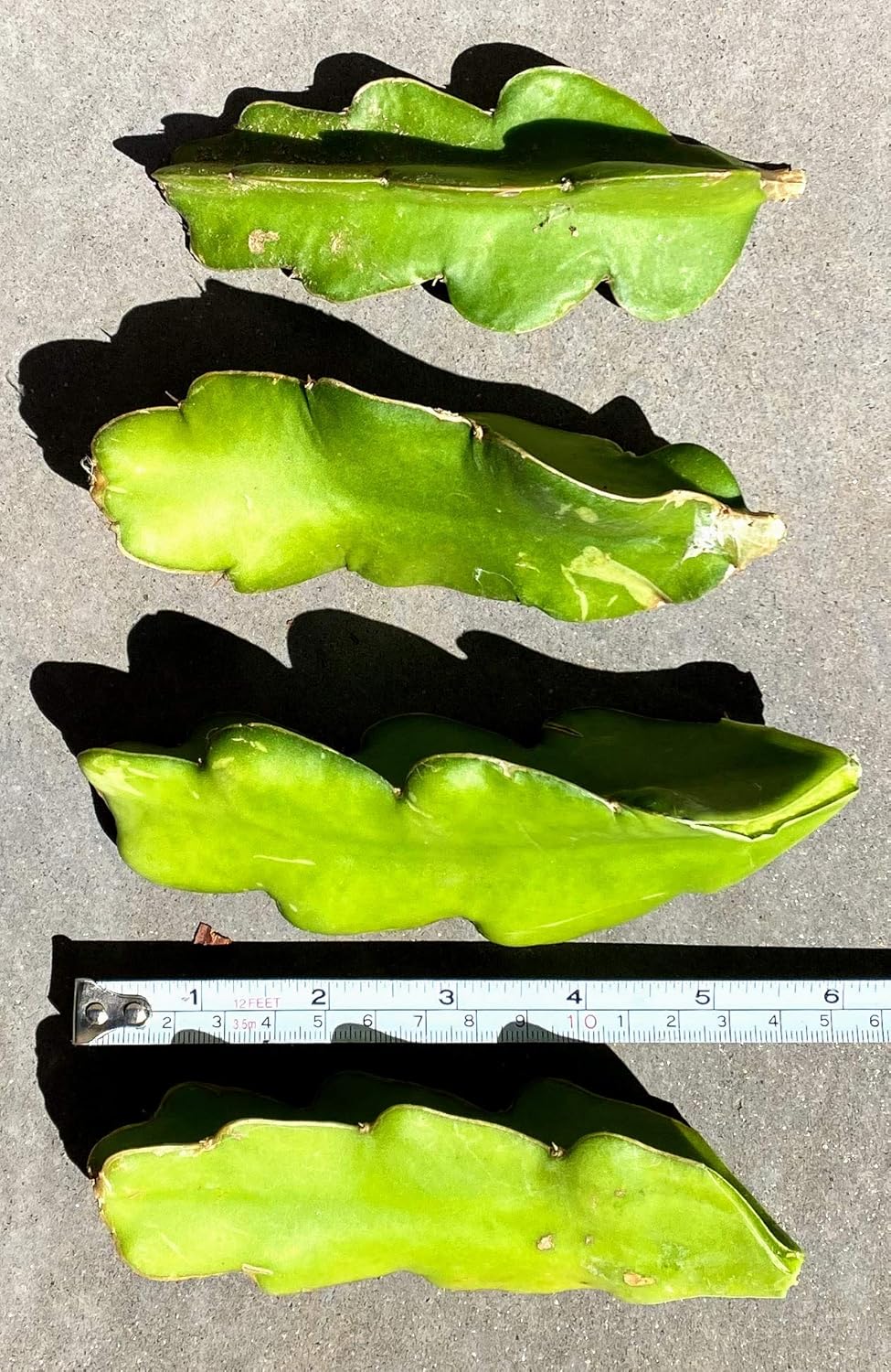 Red Dragon Fruit Live Vine Cuttings W706