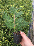 10 Thuja Green Giant Arborvitae 8-12" tall trees Z727587