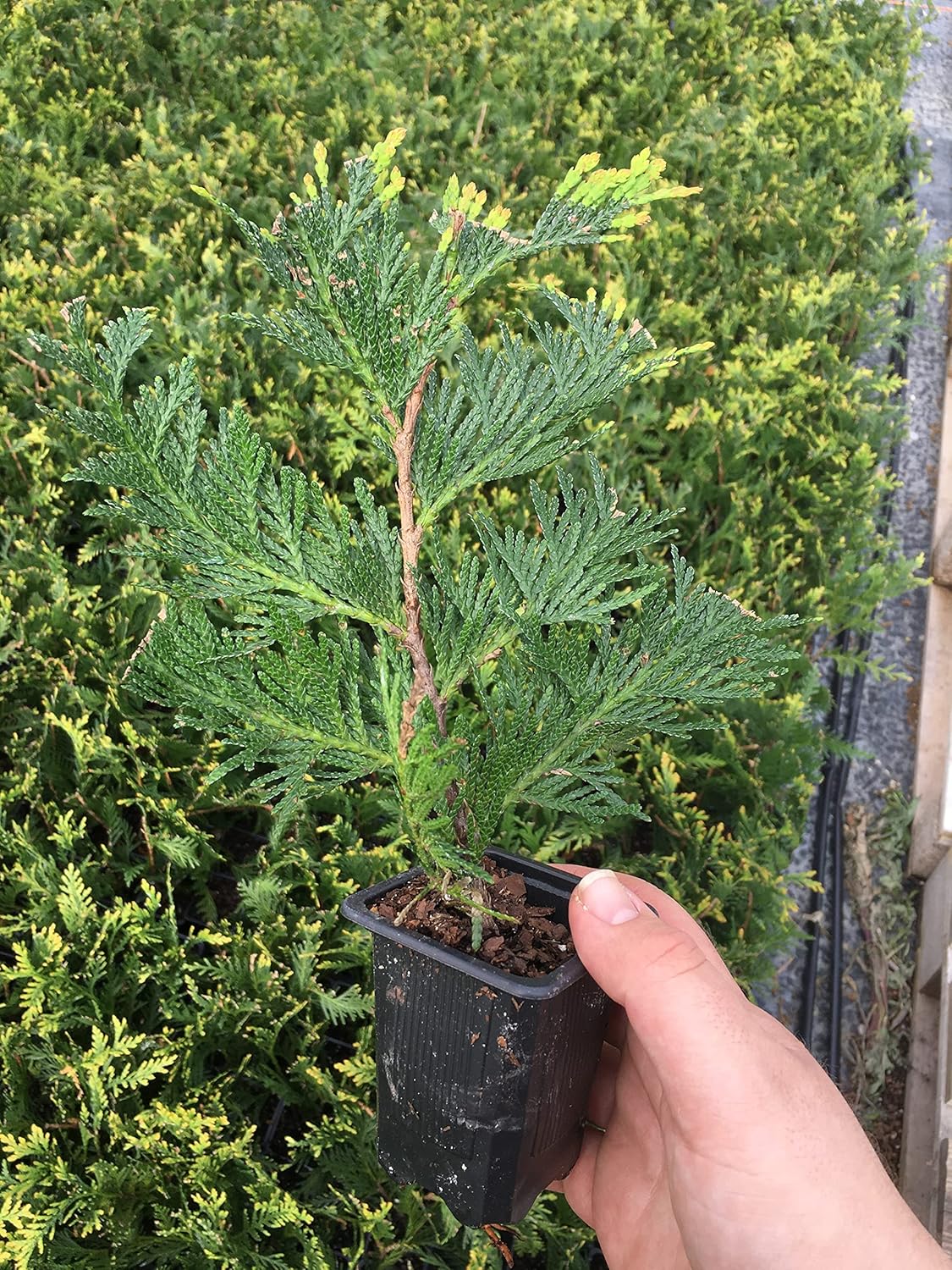 10 Thuja Green Giant Arborvitae 8-12" tall trees Z727587