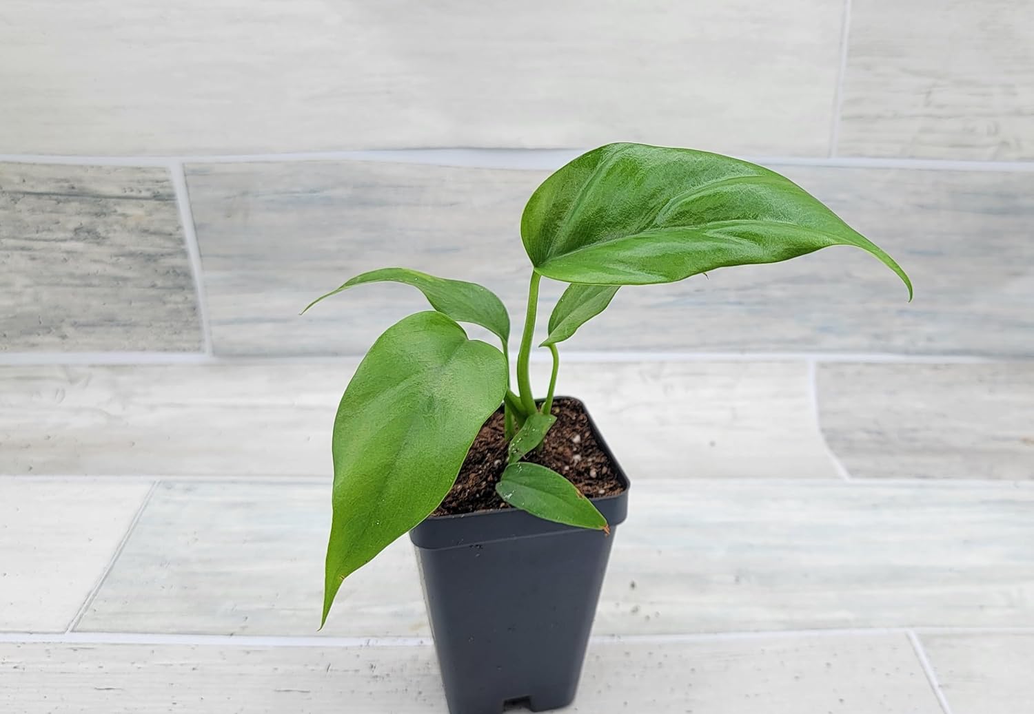 Mini Monstera Live Plant in 3 inch Pot R870997