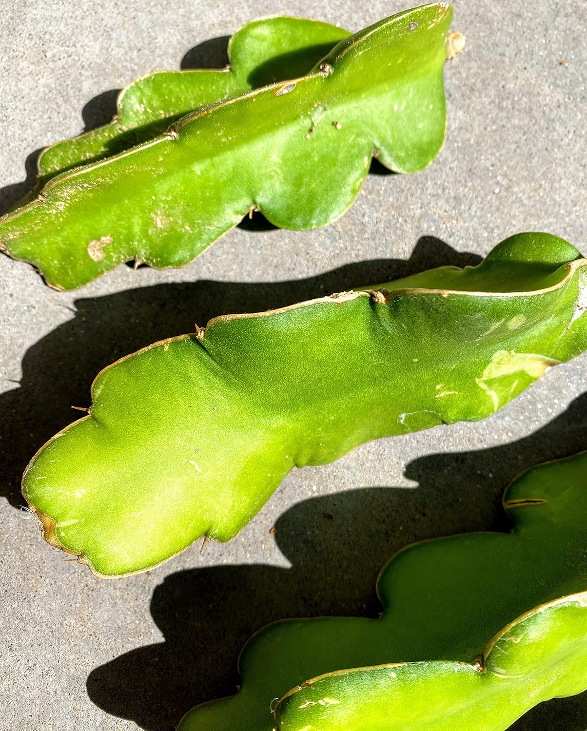Red Dragon Fruit Live Vine Cuttings W706