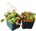 Venus Flytrap Carnivorous Plant 2 Pack S266