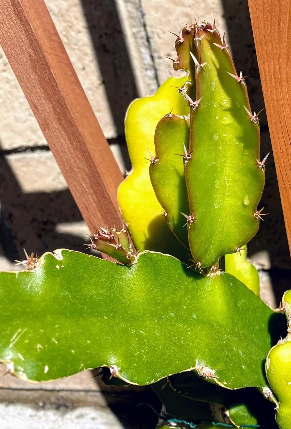 Red Dragon Fruit Live Vine Cuttings W706