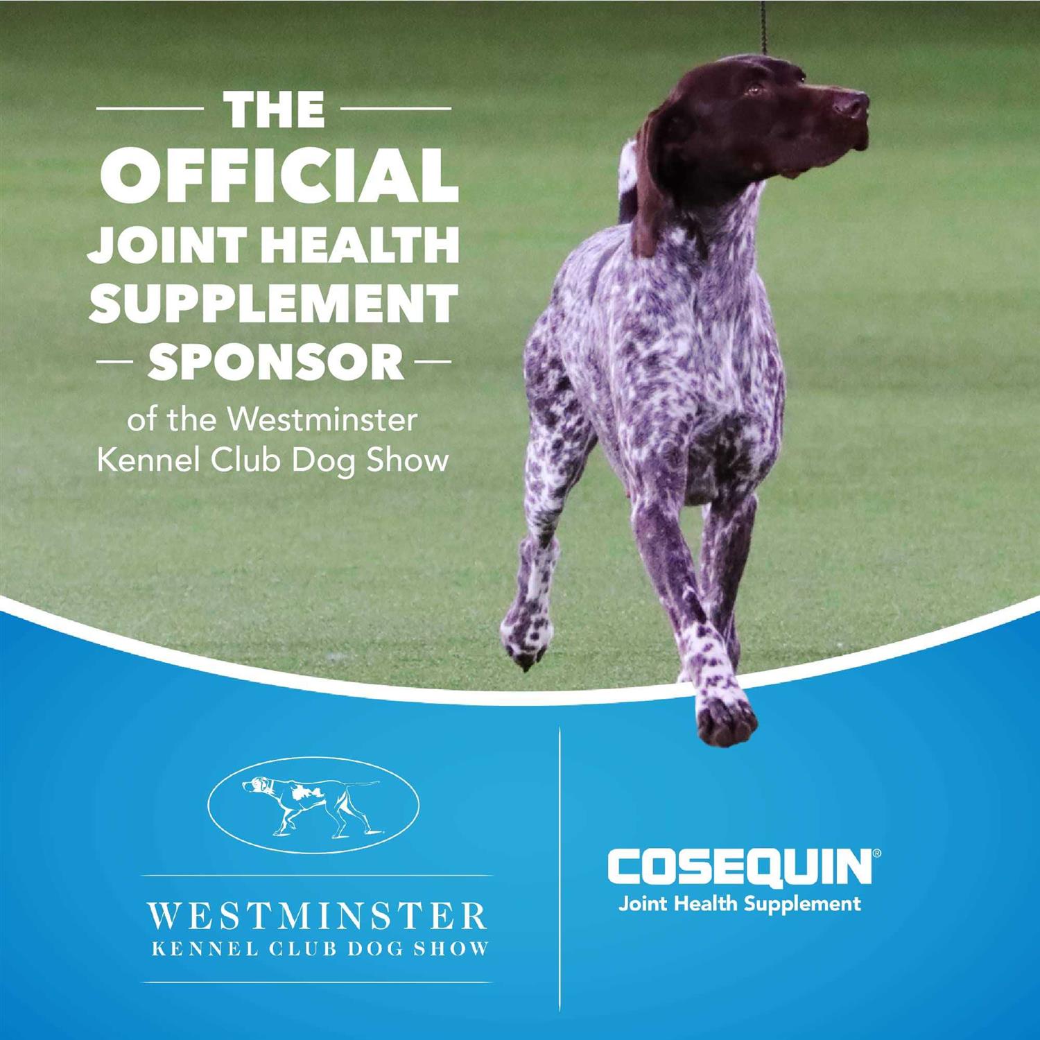 Cosequin Maximum Strength Plus MSM & HA for Dogs Q94806