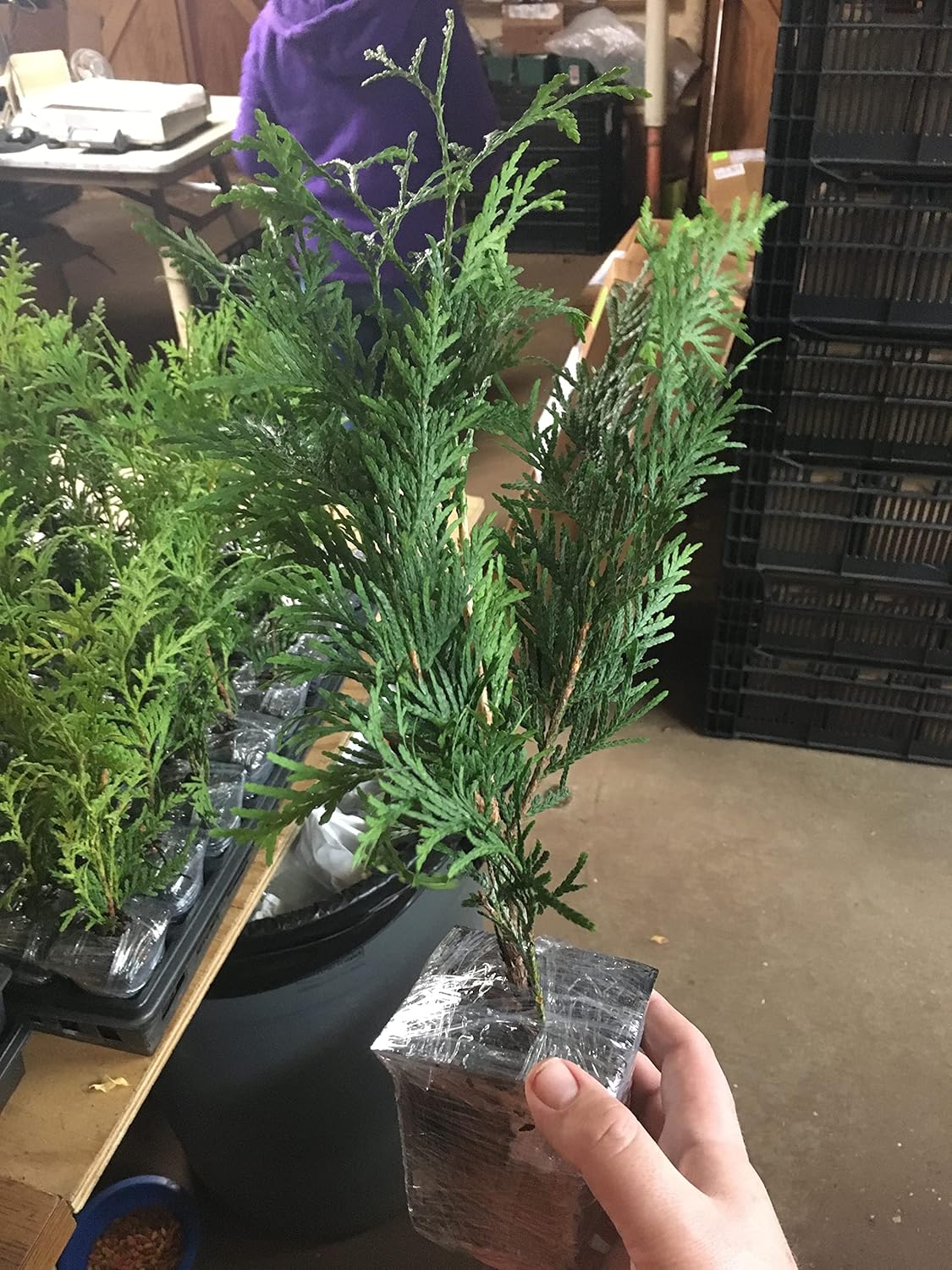 10 Thuja Green Giant Arborvitae 8-12" tall trees Z727587