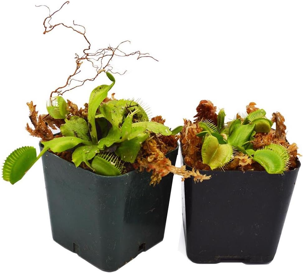 Venus Flytrap Carnivorous Plant 2 Pack S266