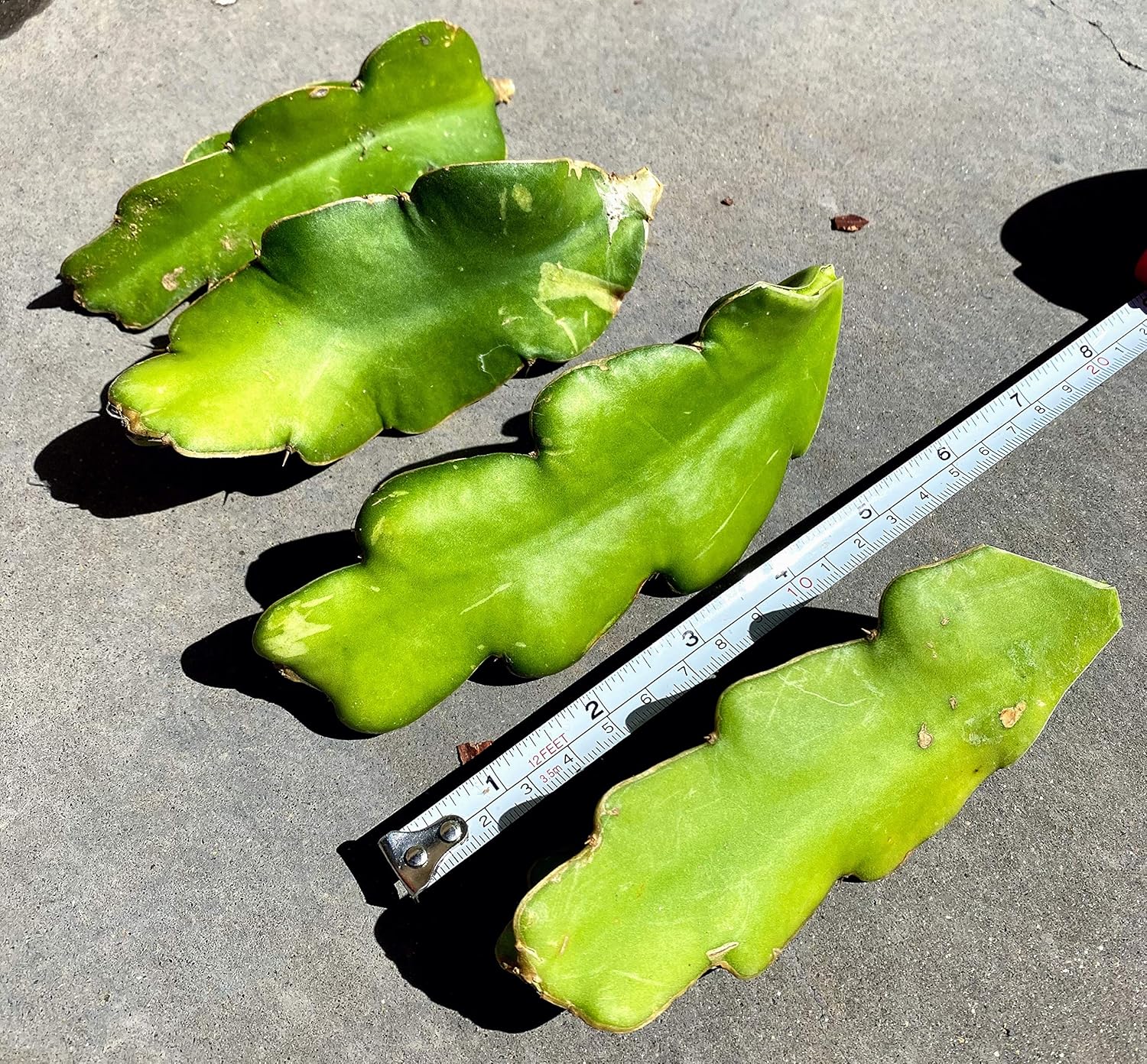 Red Dragon Fruit Live Vine Cuttings W706