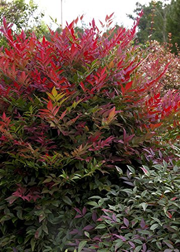 1.5 Gallon Multicolor Evergreen Shrub W623