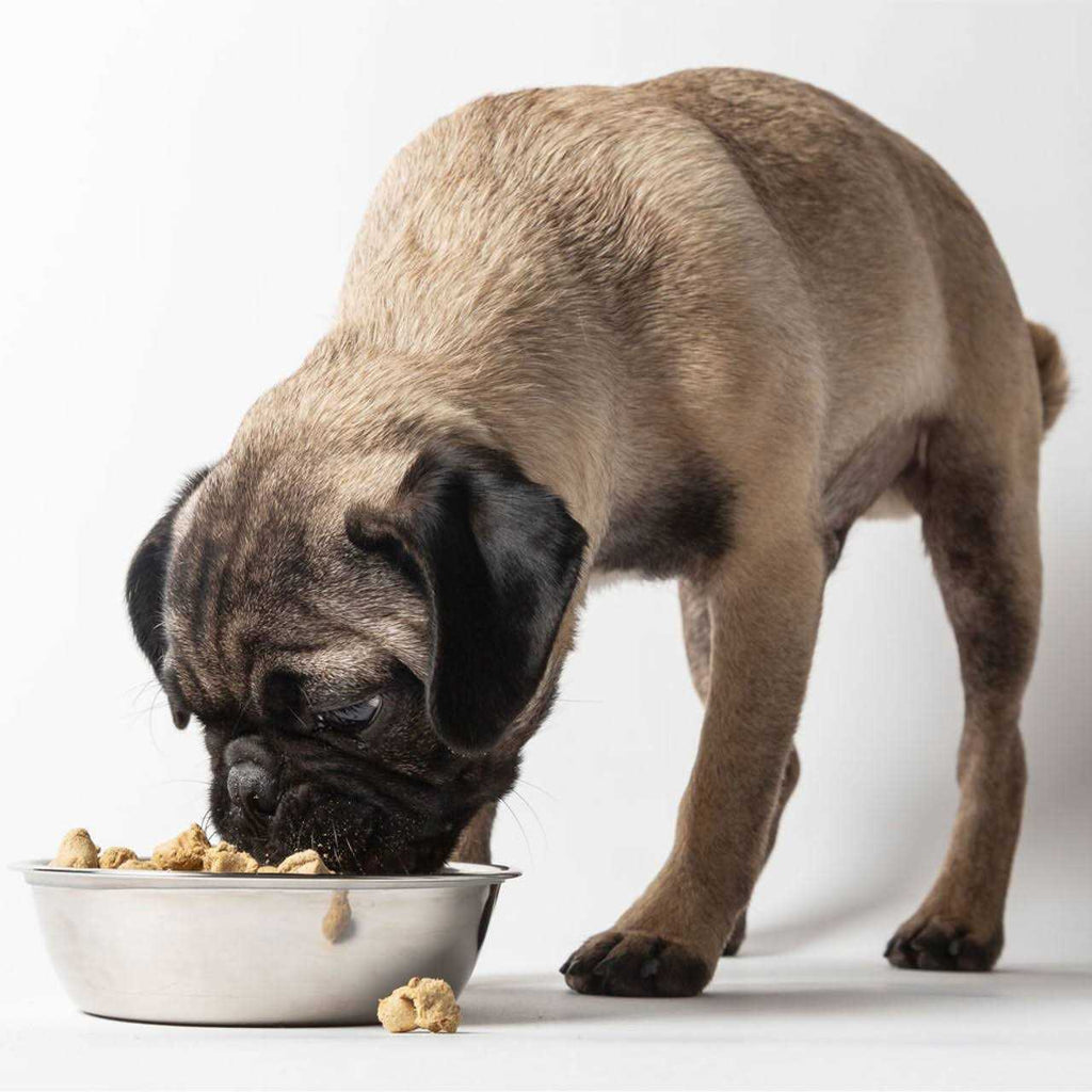 Freeze Dried Dog Food E9593