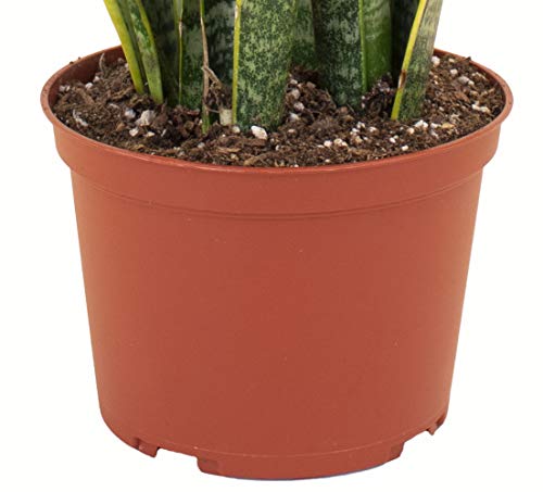 Standing Collection Live Sansevieria Laurentii Snake Indoor House Plant F435980