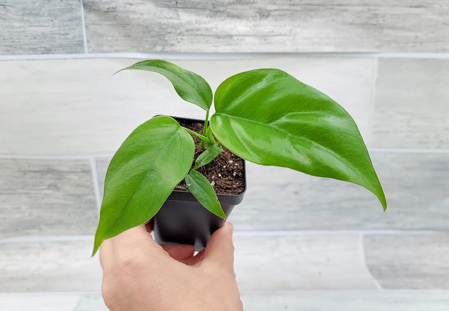 Mini Monstera Live Plant in 3 inch Pot R870997