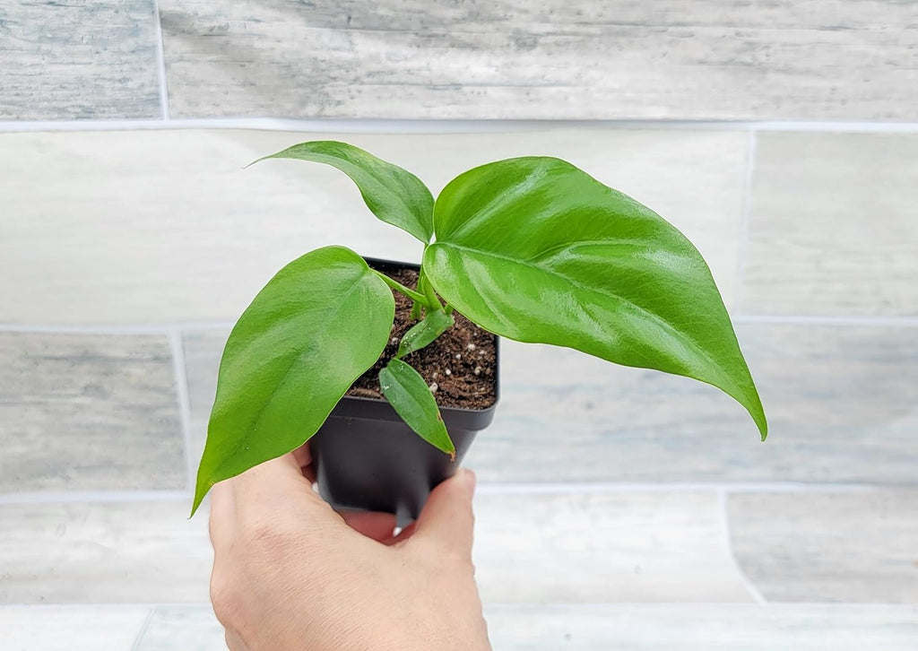 Mini Monstera Live Plant in 3 inch Pot R870997