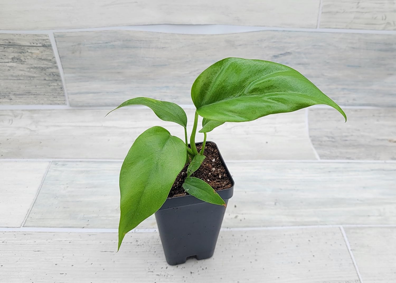 Mini Monstera Live Plant in 3 inch Pot R870997