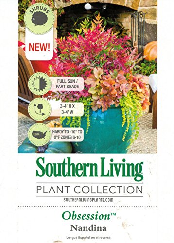 1.5 Gallon Multicolor Evergreen Shrub W623