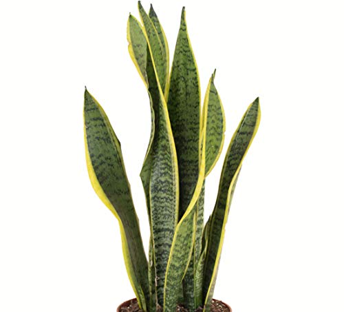 Standing Collection Live Sansevieria Laurentii Snake Indoor House Plant F435980