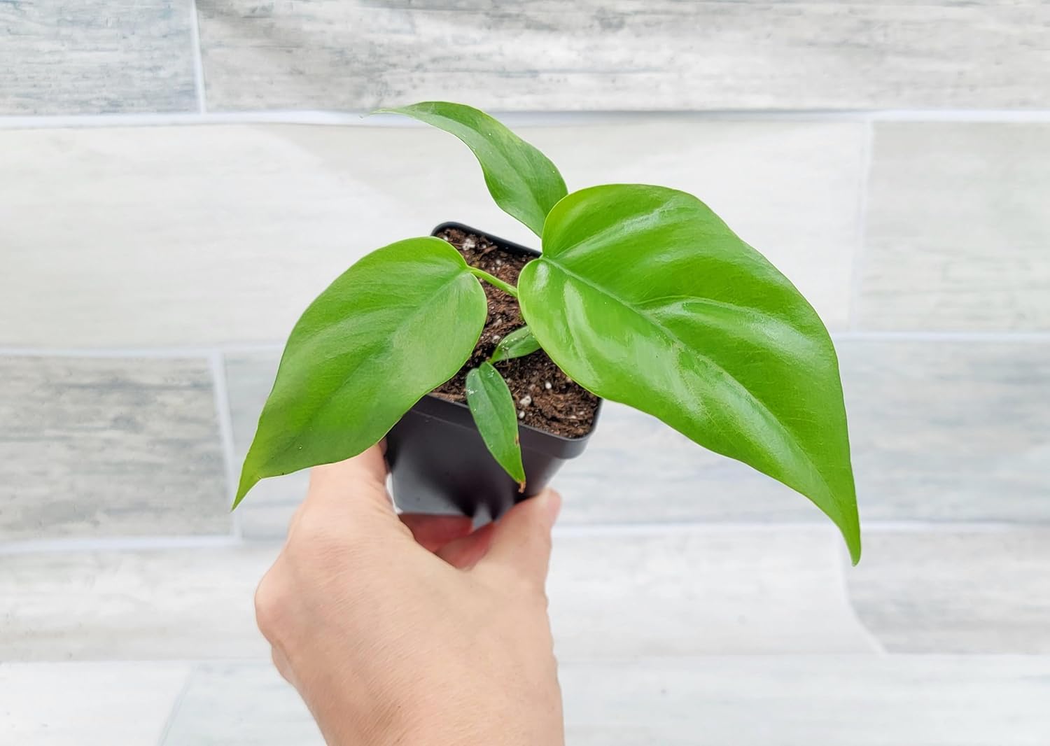 Mini Monstera Live Plant in 3 inch Pot R870997