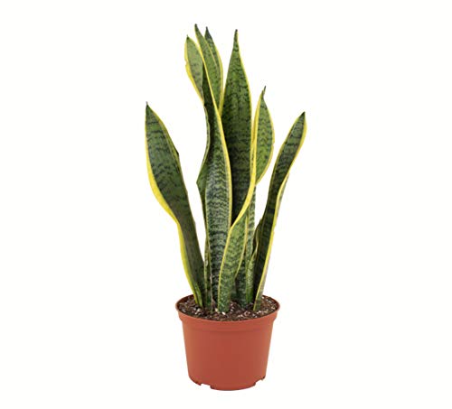 Standing Collection Live Sansevieria Laurentii Snake Indoor House Plant F435980