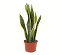 Standing Collection Live Sansevieria Laurentii Snake Indoor House Plant F435980