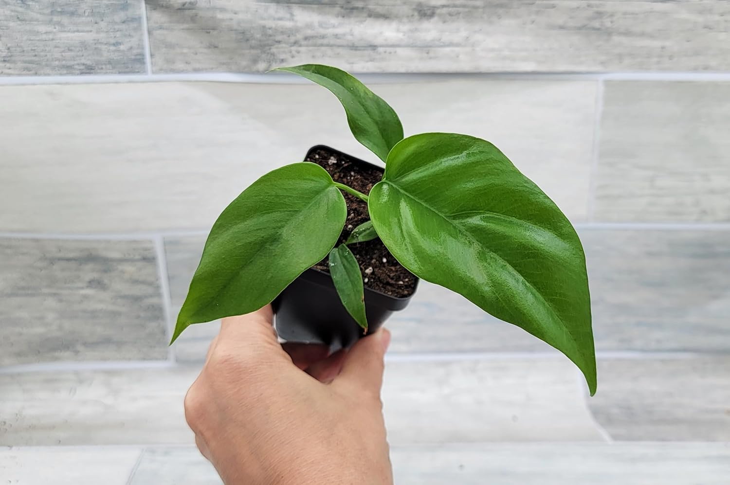 Mini Monstera Live Plant in 3 inch Pot R870997